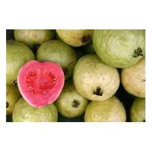   strawberry/pineapple guava 3 seeds great fruit. Patio, Lawn & Garden