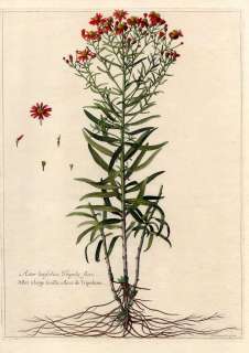 Aster Pflanzen Blumen Botanik Kupferstich Robert 1680  