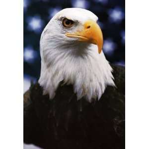   Bald Eagle Poster, America, USA, Patriot, Stars & Stripes, Freedom