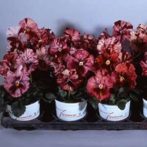 CHIANTI MIX F1 PANSY 25 SEEDS COLORFUL LITTLE BEAUTIES  
