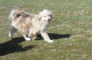 Aussiedoodle   Tollehunde  in Nordrhein Westfalen   Dinslaken  Hunde 