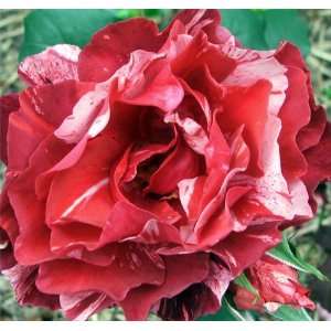  Rouge Picasso Rose Seeds Packet Patio, Lawn & Garden