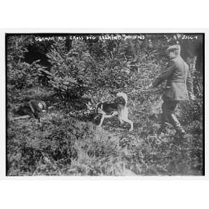  German Red Cross Dogs (seeking wounded)