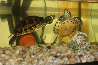 Schildkröte / Gelbwangenschmuckschildkröten inkl. allem Zubehör in 