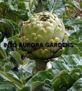 10 Green Globe Heirloom Artichoke Seeds Vegetable  