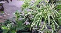 Live Variegated Spider Airplane Plant Pup Professionally Grown 