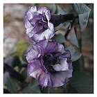 BLACKCURRANT SWIRL DATURA~Seeds​~~~~Exotic Double