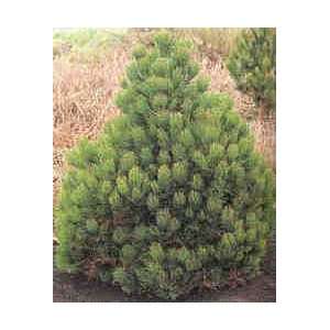 Pinus leucodermis Compact Gem   im Topf, 30cm  Garten