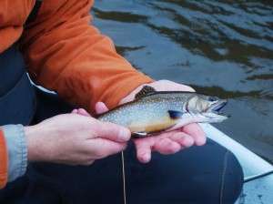   by the state, the Tuckasegee River is a complete year around fishery