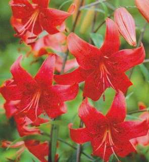 Twinkle Tiger Lily   2 Bulbs   Fiery Red  