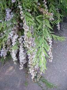 Hänge Sommerflieder / Schmetterlingsstrauch, Buddleja im Topf 60 100 