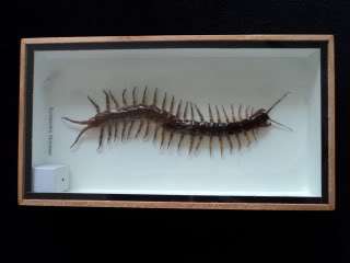 Real Giant Centipede Scolopendra Morsitans Taxidermy @  