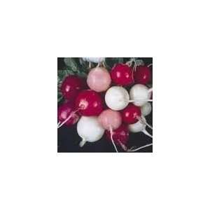  Easter Egg Radish Seed   4g Seed Packet Patio, Lawn 