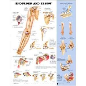 Anatomical Chart Company Shoulder And Elbow Laminated Chart  