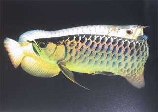 Fish Book P Asian Arowana Red Blue Gold Tropical Dragon  