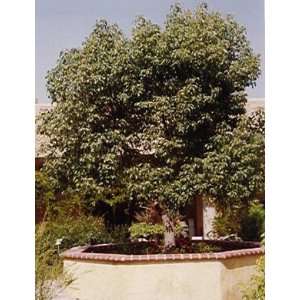   Tree Camphor Laurel Tropical/House Plant/Bonsai Patio, Lawn & Garden
