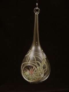 Airplant/Tillandsia Teardrop Glass Orb Terrarium  