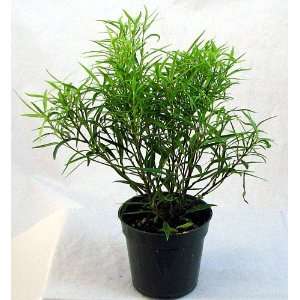 Bamboo Leaf Weeping Fig Tree   Bonsai or House Plant  