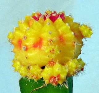 Hirts Yellow & Red Grafted Cactus   Easy to Grow  