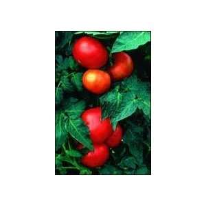  Better Bush Tomato Plants 3 Pack Patio, Lawn & Garden