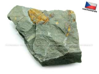   skryje luh jince formation period middle cambrian weigh 40 grams