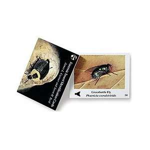  Forensic Insect Identification Cards 32 3379 Toys & Games