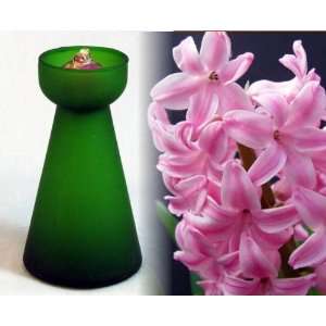   Green Hyacinth Vase plus Pink Hyacinth Bulb Patio, Lawn & Garden