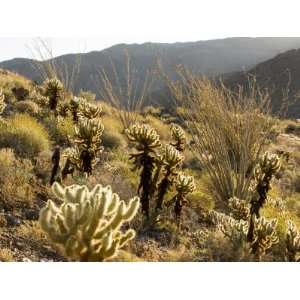 Cholla Cactus and Ocotillo Plants in the Desert Landscape, California 