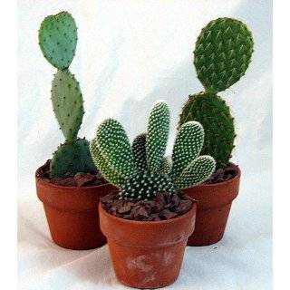 Prickly Pear Cactus Collection   Opuntia   3 Plants   3 Pots