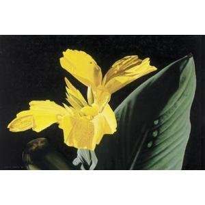  Yellow Canna Lily (Canv) Poster Print