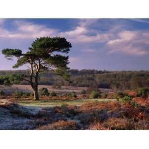  Bratley View, with Lone Scots Pine Tree on Heathland in 