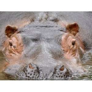  Hippopotamus Face Close Up Surfacing from Water. Captive 