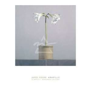  James Moore   Amaryllis Size 28x36 by James Moore 28x36 
