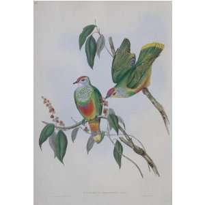  John J Gould   Swainsons Fruit Pigeon #55 13 x 19 inch 