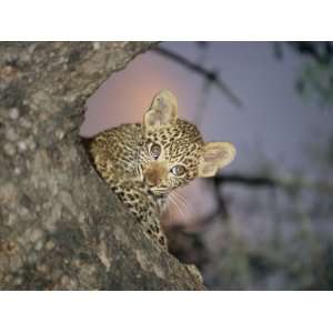  Baby Leopard Peeks Out from Behind a Tree Trunk Stretched 