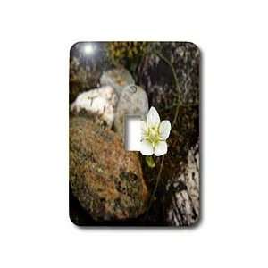 Krista Funk Creations Waterfront Flowers   Little White Flower in the 