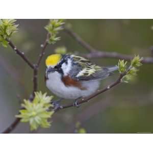  Close up of Male Chestnut Sided Warbler on Tree Limb, Pt 