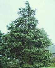 Deador Cedar Evergreen Tree (Cedrus) Set of 5, Fast Growing Privacy 