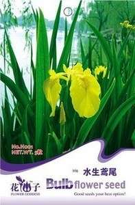 Bag 5 seeds Flower Yellow Iris water plant bulb H001  