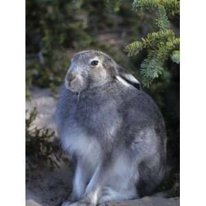  Mountain Hare in Summer Pelage (Lepus Timidus), Northern 