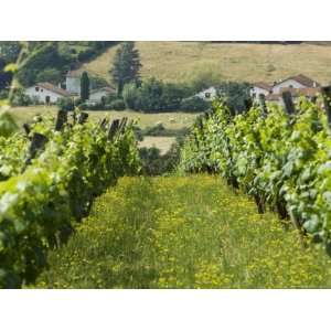  Vineyards in Countryside Near Saint Jean Pied De Port 