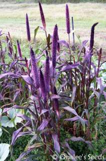1,000+ Purple Majesty Millet  Black Ornamental Grass  