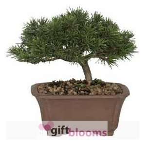  Dwarf Mugo Pine