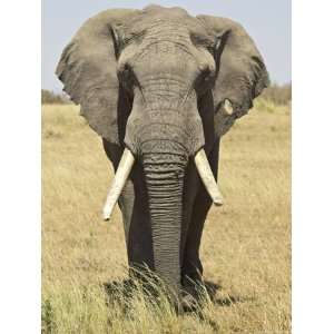  Front View of African Elephant with a Pierced Ear, Masai 