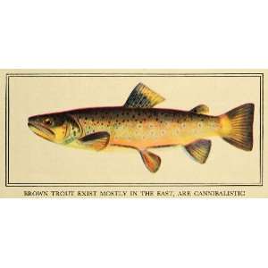 1931 Print Brown Trout Sea Fish Animal Fishing Hunting Game Freshwater 