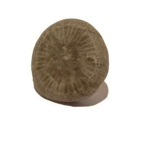 Fossil Pin 01 Tie Clip Gray Coral Stone Circle Silver Mineral Rock 