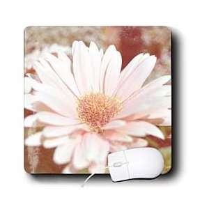   Sanders Flowers   Vintage Pink Gerbera Flower Photogaphy   Mouse Pads