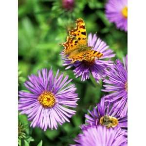 Butterfly on Aster Novae Angliae, September Photographic 