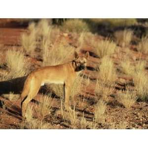  Dingo, Canis Familiaris Dingo, Red Centre, Northern 