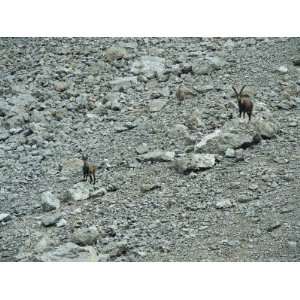  European Ibex on Rocks, Berchtesgaden National Park 